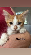 Goldie
