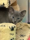 Gigi
