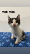 Moo-Moo