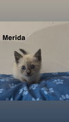 Merida