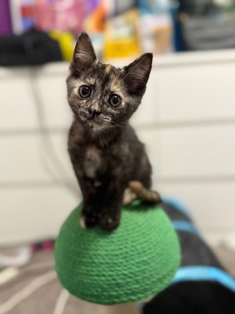 Sprinkles