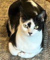 Domino