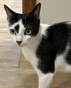 Domino