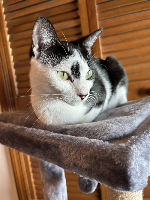 Domino
