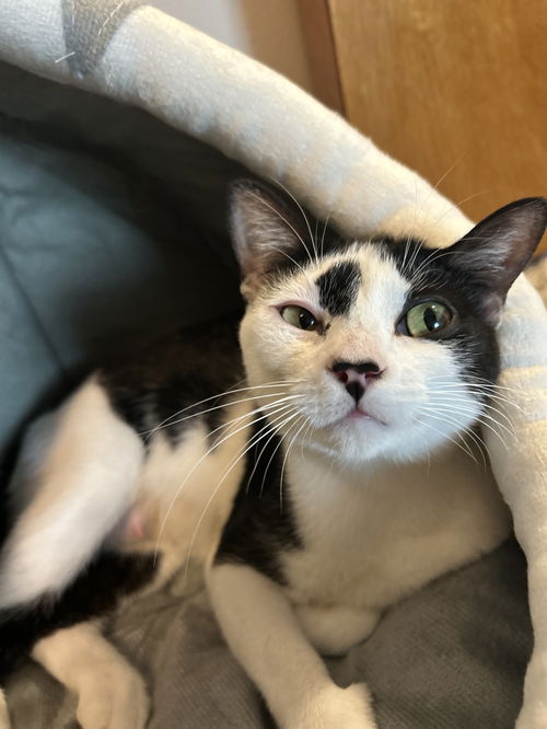 Domino