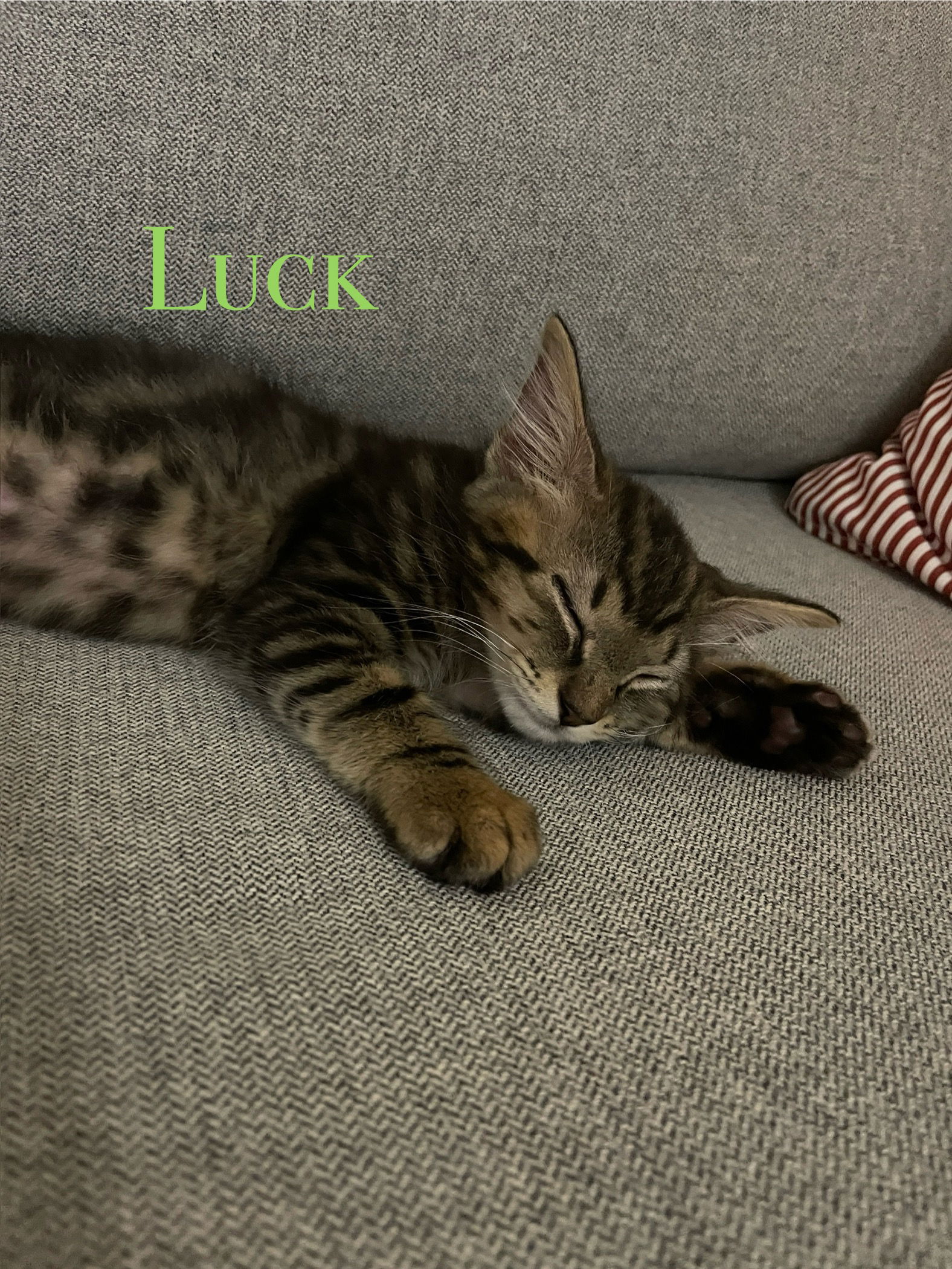 adoptable Cat in Orlando, FL named Luck