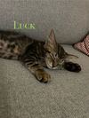 adoptable Cat in Orlando, FL named Luck