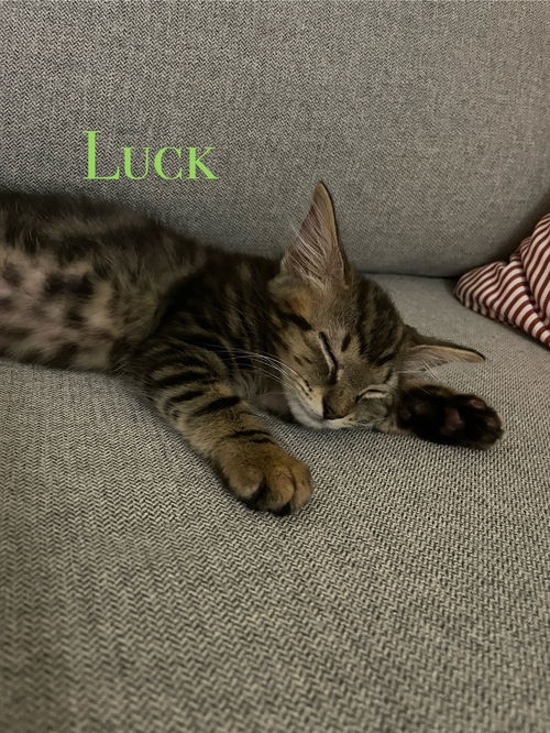 Luck