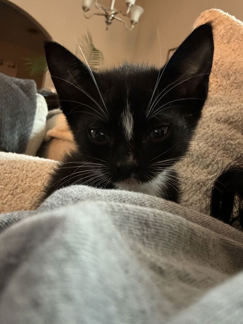 Mulan