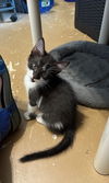 adoptable Cat in Orlando, FL named Erin