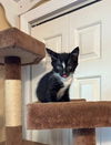 adoptable Cat in Orlando, FL named Paddy