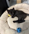 adoptable Cat in Orlando, FL named Sean