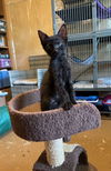 adoptable Cat in Orlando, FL named Riley