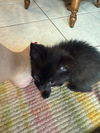 Toothless