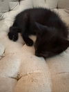 Toothless