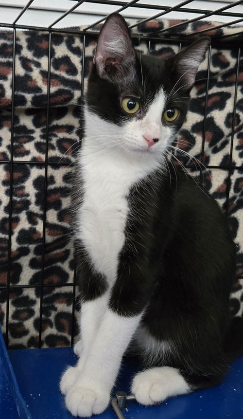 Grizabella