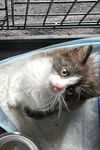 Minnow