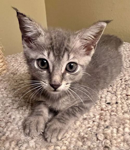 Chloe