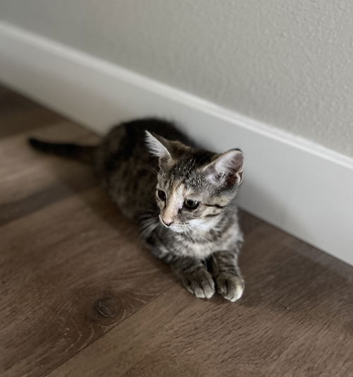 Gemma