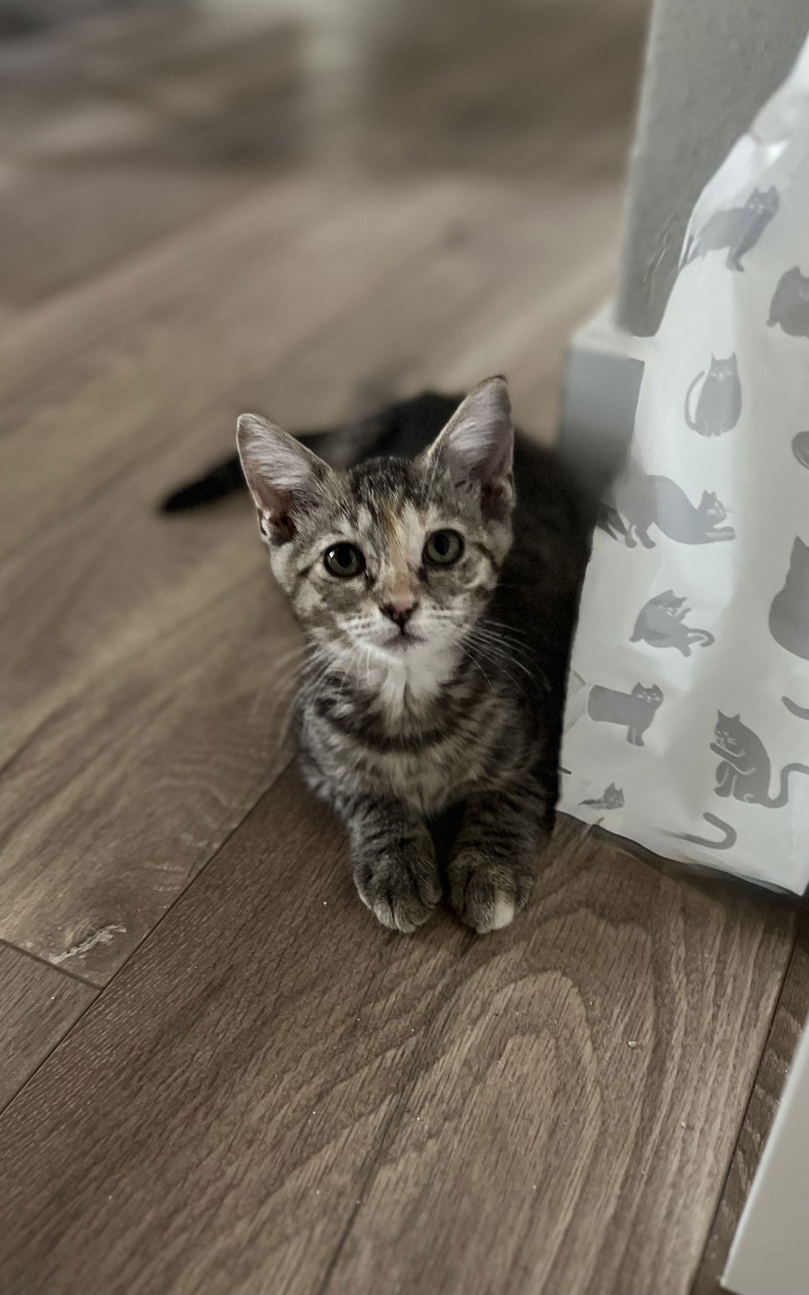 adoptable Cat in Orlando, FL named Gemma