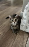 Gemma