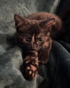 Sugar