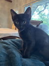 adoptable Cat in Orlando, FL named Spencer