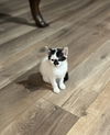 Stella