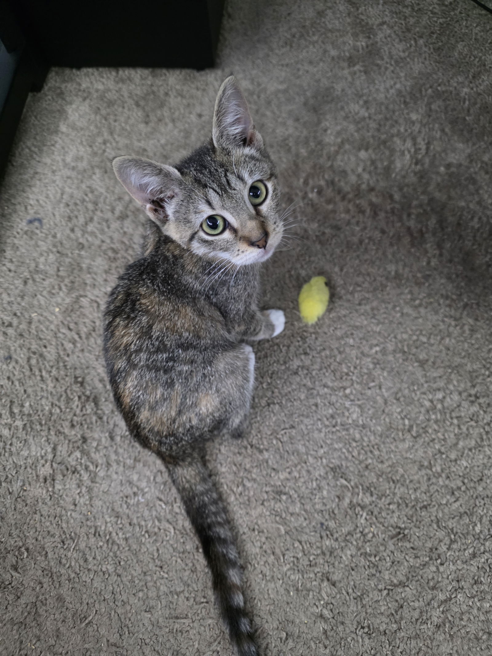 adoptable Cat in Orlando, FL named Princess