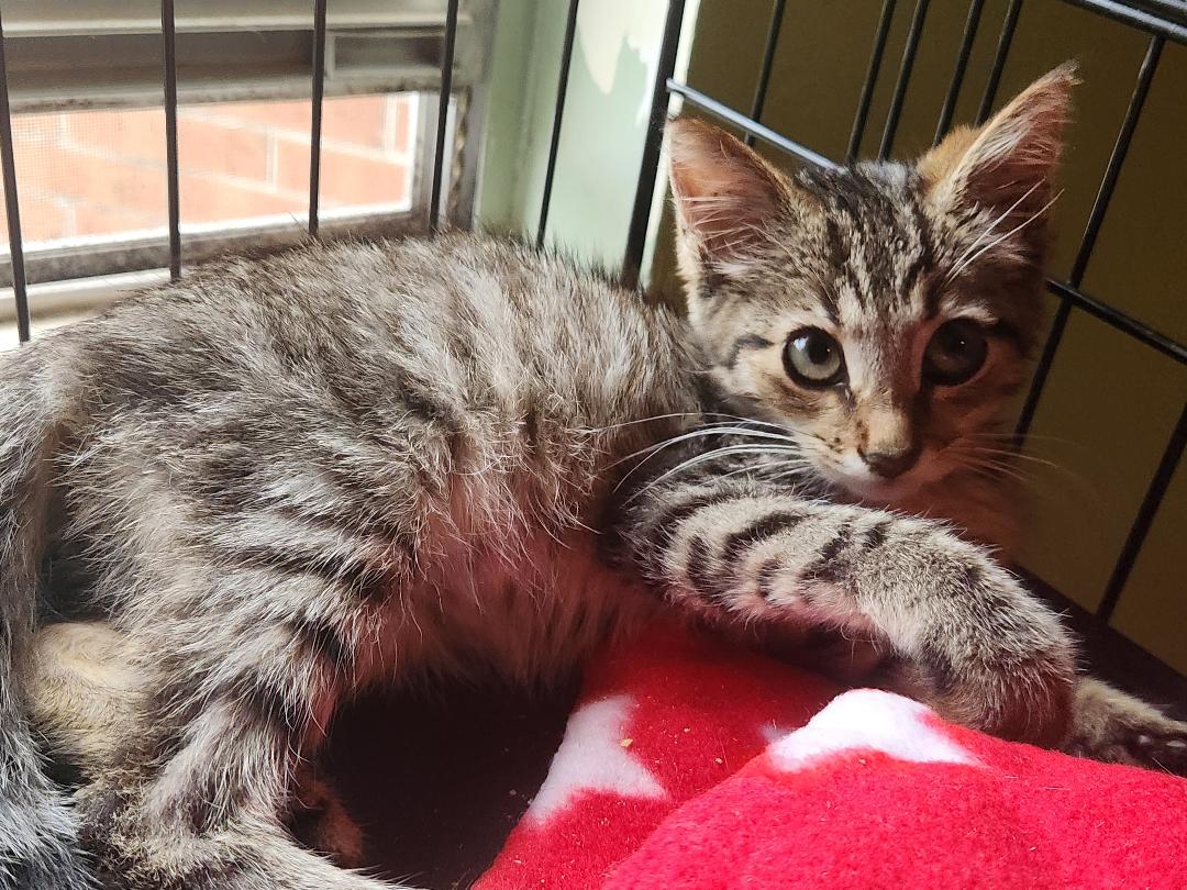 adoptable Cat in Orlando, FL named Ladybug