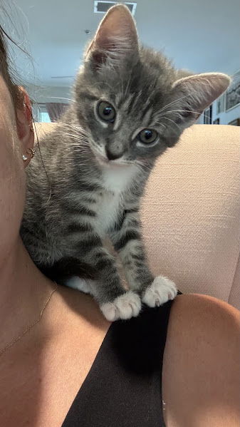 adoptable Cat in Orlando, FL named Glimmer