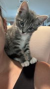 adoptable Cat in  named Glimmer