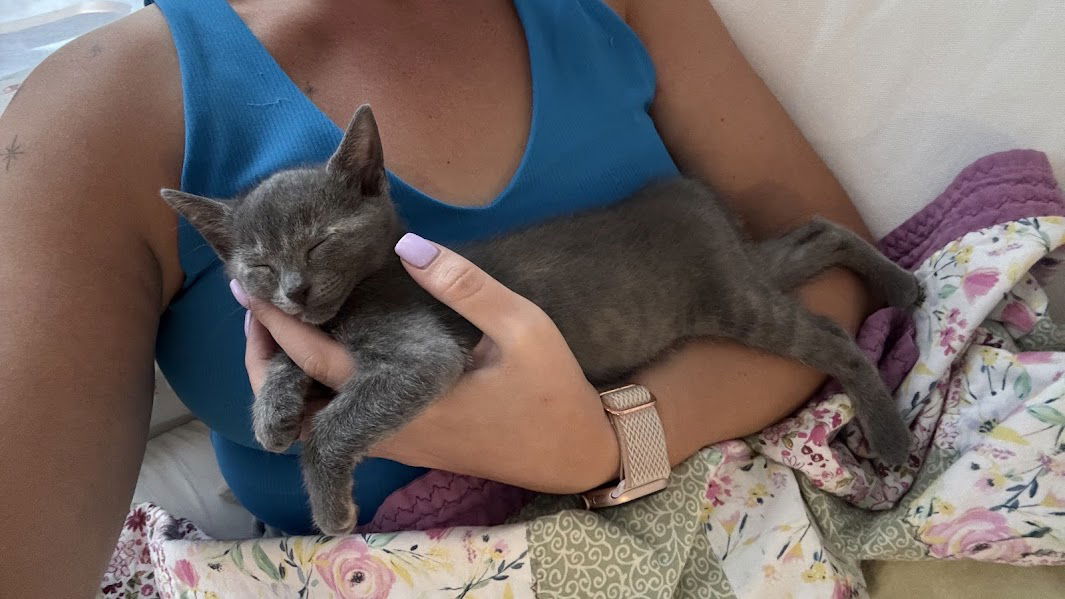 adoptable Cat in Orlando, FL named Whisper