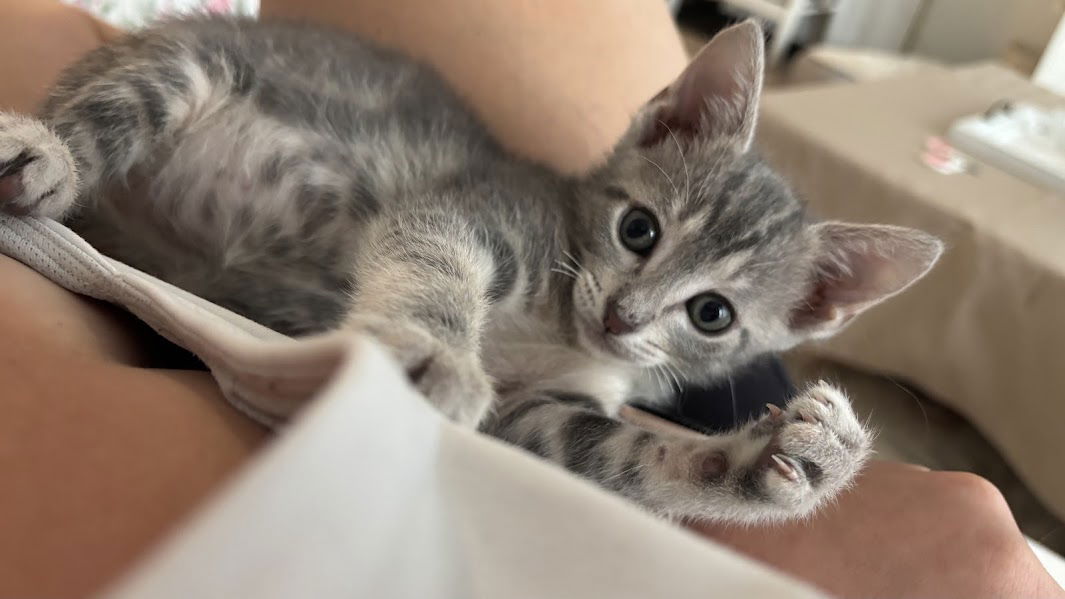adoptable Cat in Orlando, FL named Rustle