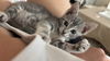 adoptable Cat in  named Rustle
