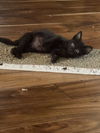 adoptable Cat in Orlando, FL named Soot