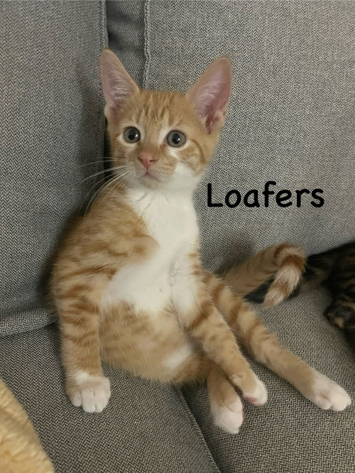 Loafers