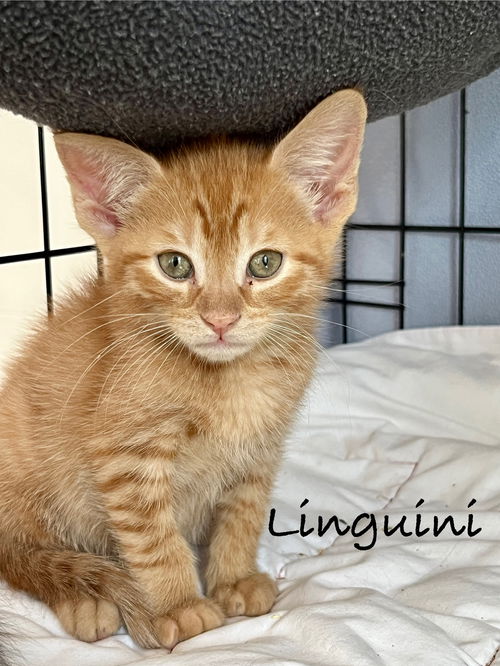 Linguini