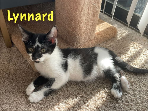 Lynnard