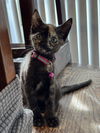 adoptable Cat in  named Magenta