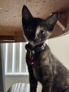 adoptable Cat in  named Lavender