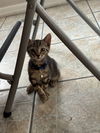 adoptable Cat in  named Nemo