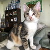 Callie