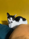 adoptable Cat in  named Ireland