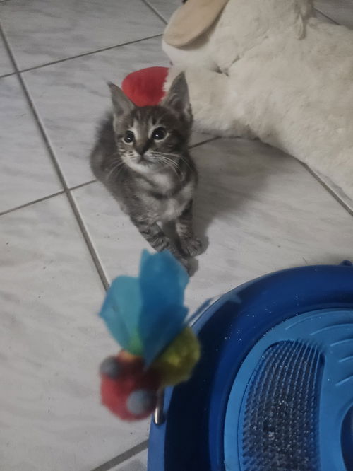 Maverick