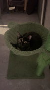 Bebe