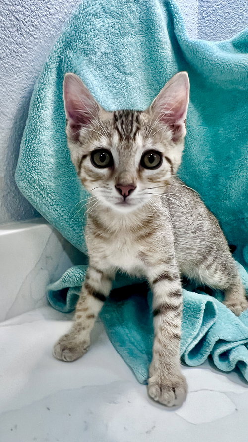 Mateo