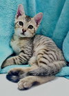 Mateo