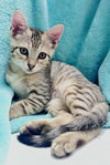 Mateo
