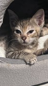 Mia